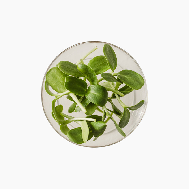 Päevalill "Ucco" pisirohe, 50g
