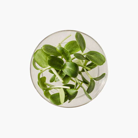 Päevalill "Ucco" pisirohe, 50g