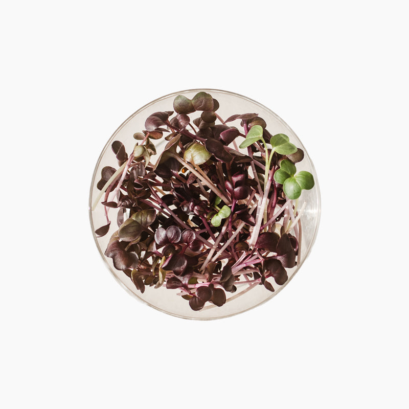 Redis "Rambo" pisirohe, 50g